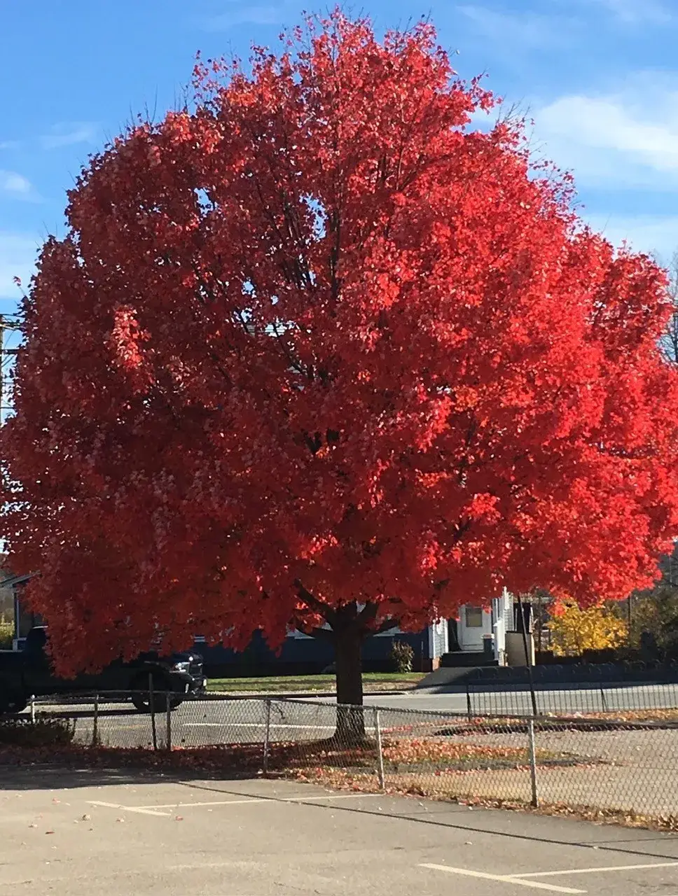 Large red tree growing beside the Chrysalis Recovery Center lot in Concord, NH