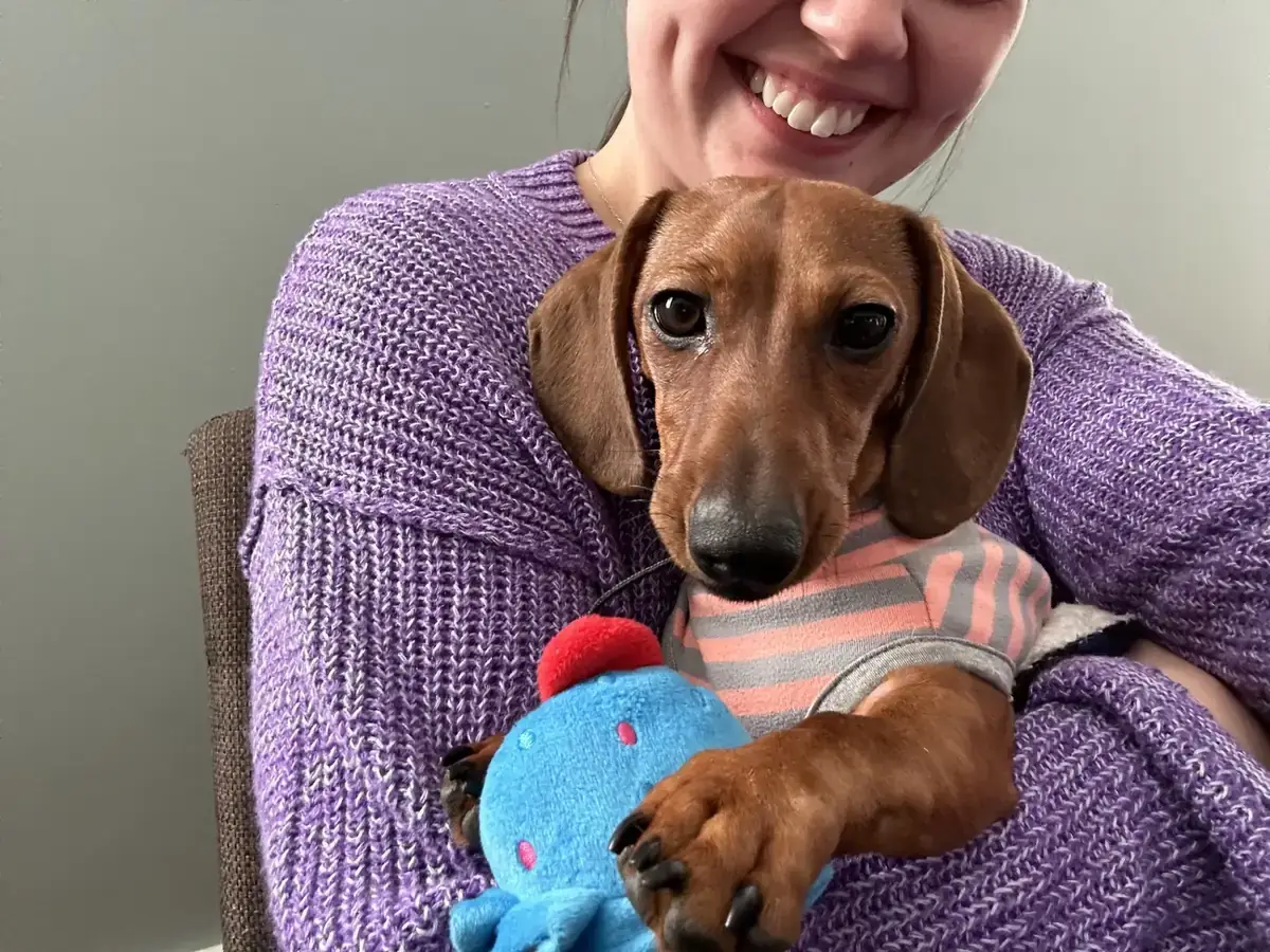 Friendly office dog resting in a person’s arms